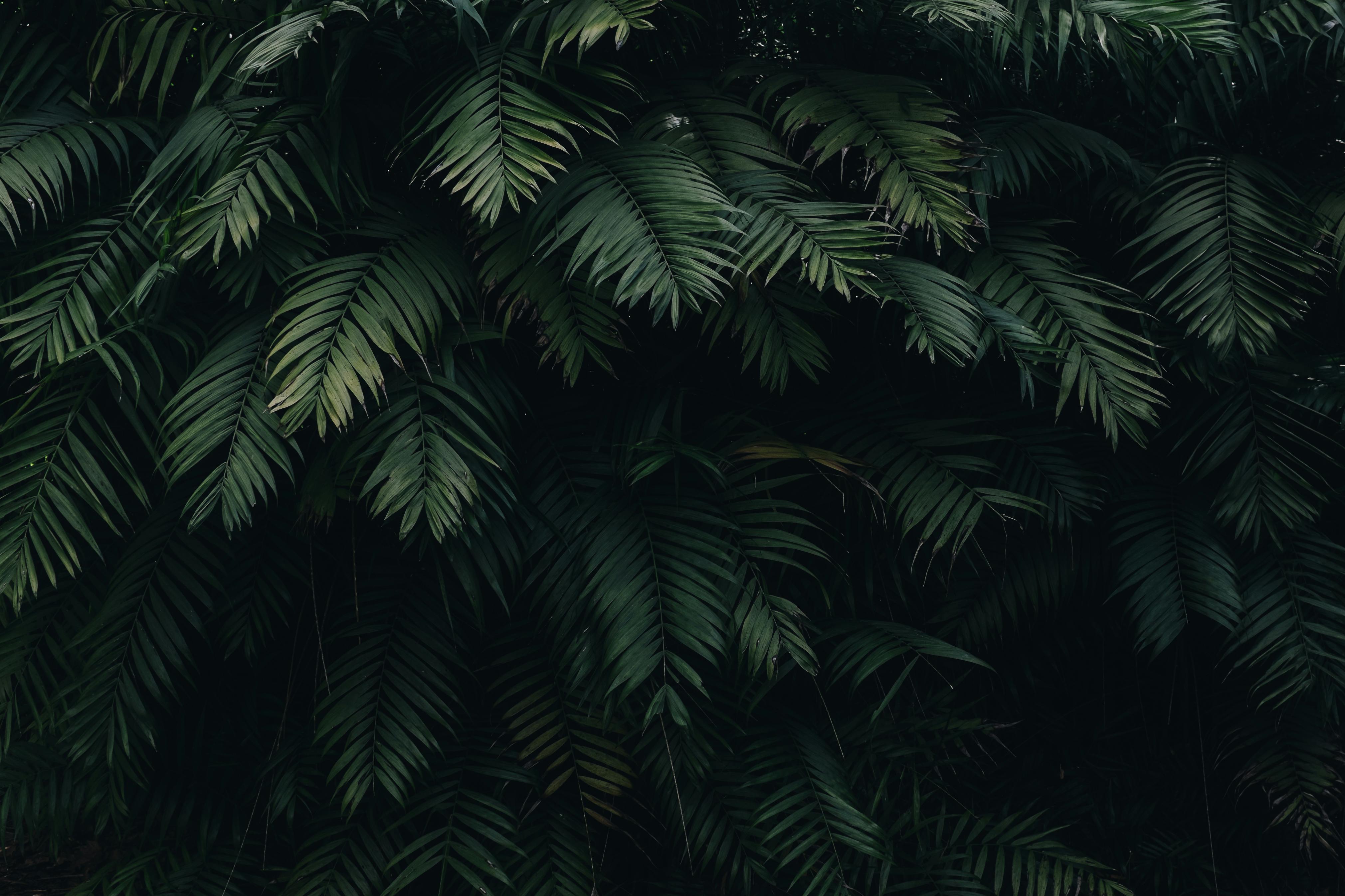 Lush greenery at Greenera Farms