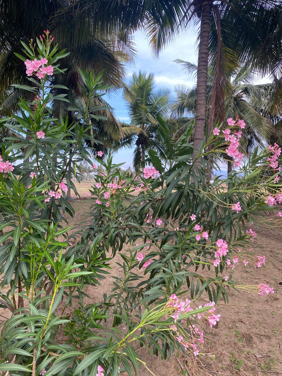 Arali flowers