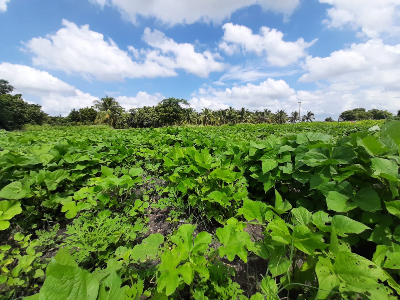 Farm greenery