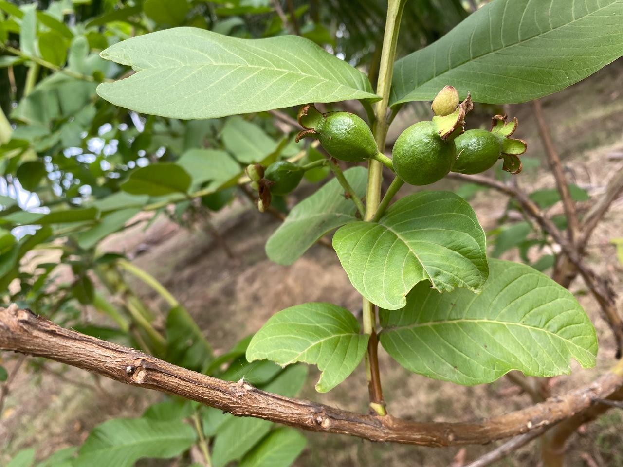 Guava