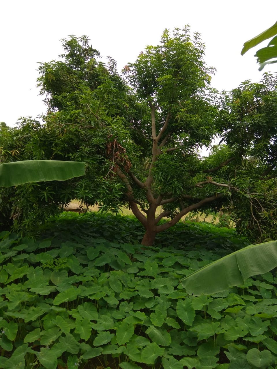 Lush greenery at Greenera Farms