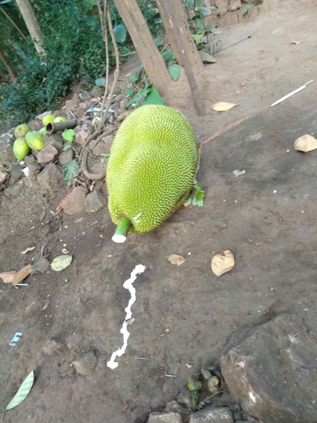 Jackfruit