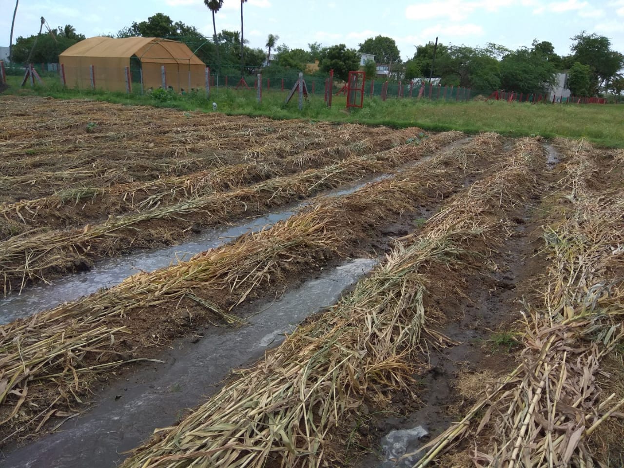 Mulching
