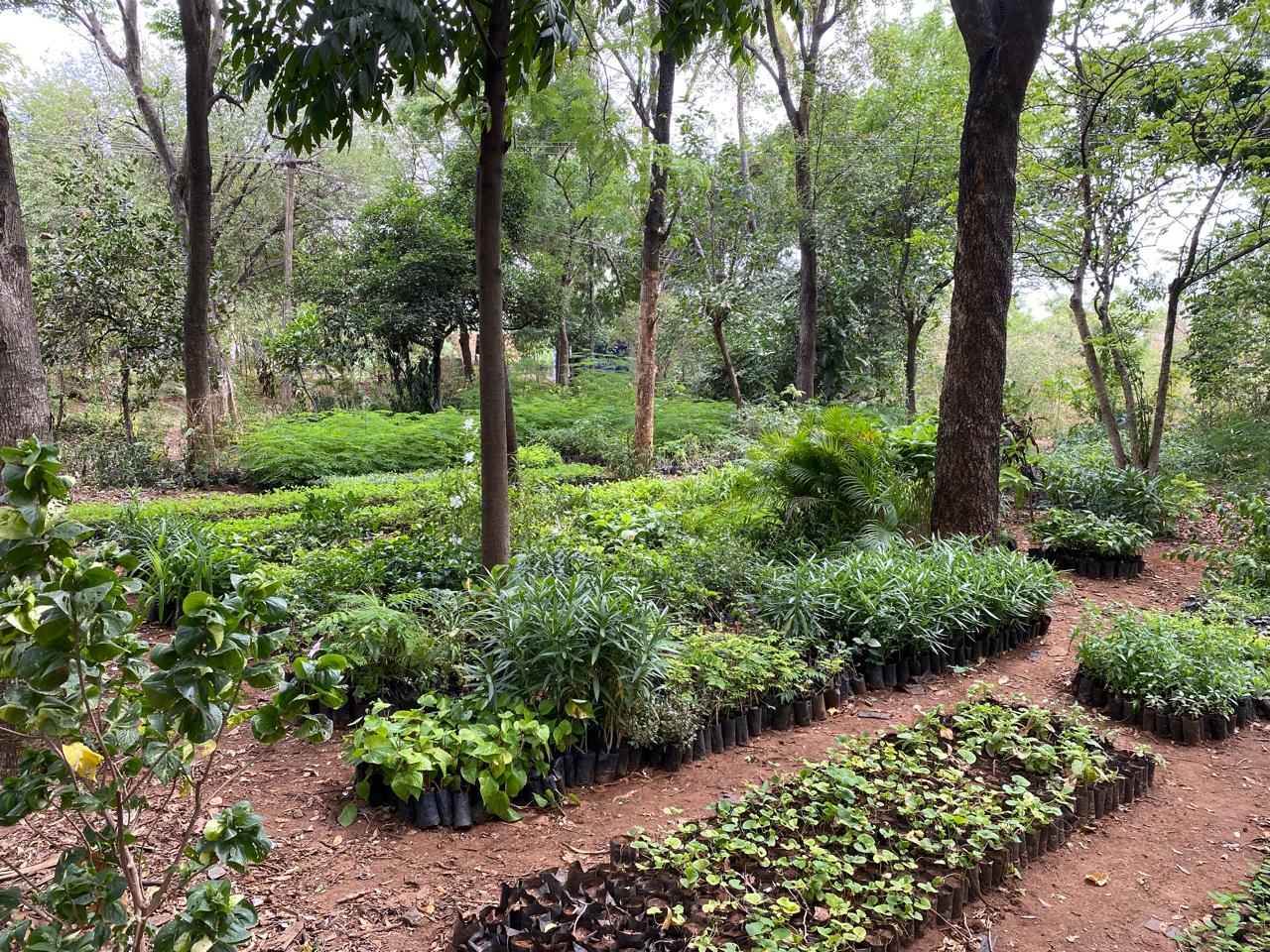 Plant nursery