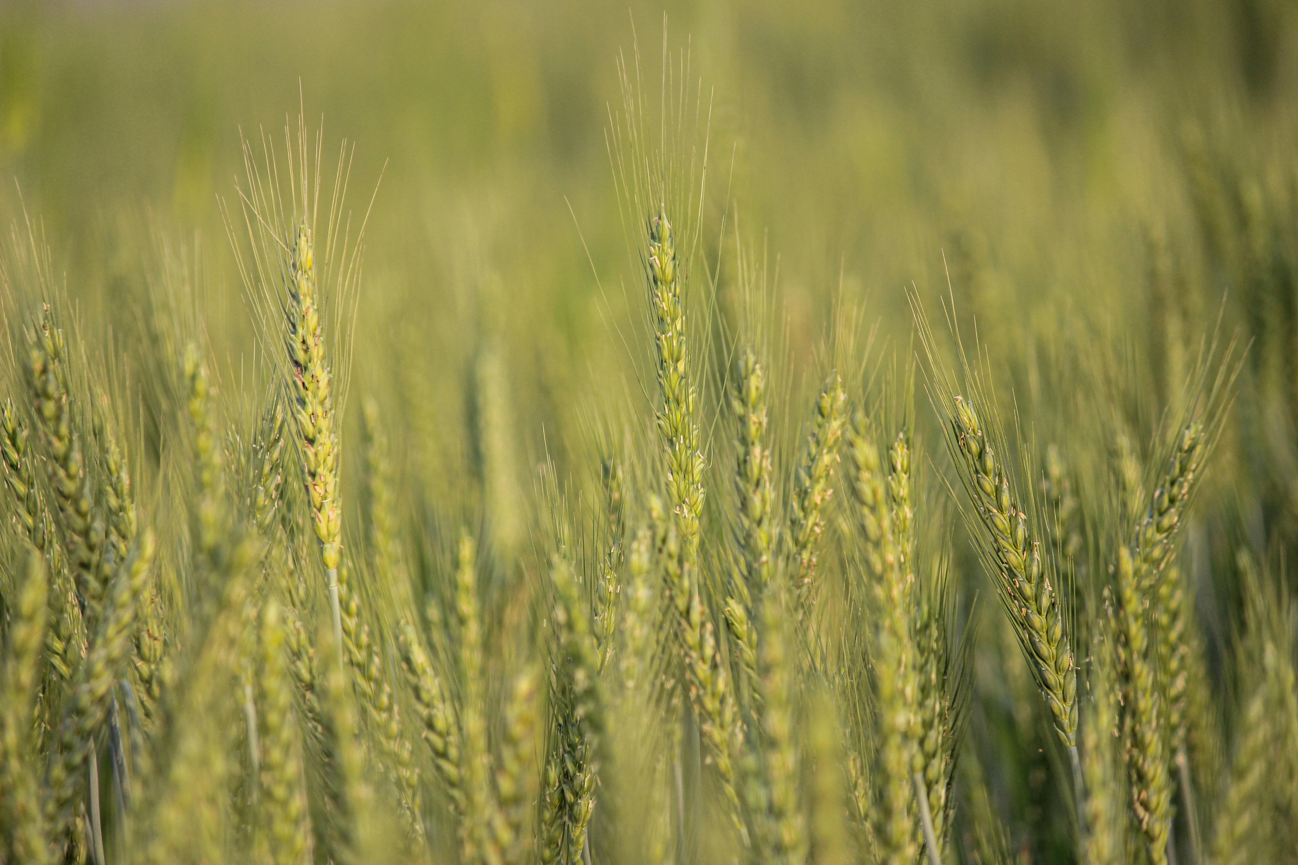 Summer wheat fields